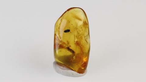 Käfer als Einschluss im Bernstein