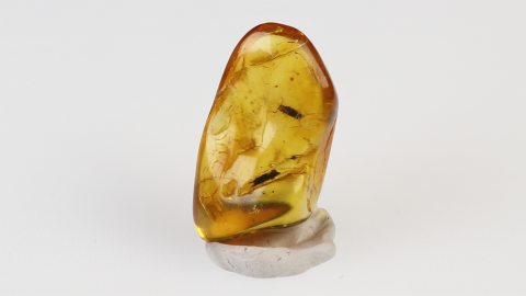 Käfer als Inkluse