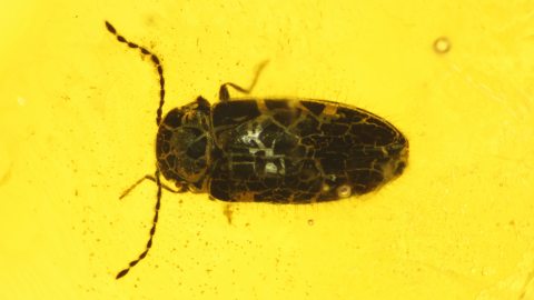 Käfer als Einschluss im Baltischen Bernstein