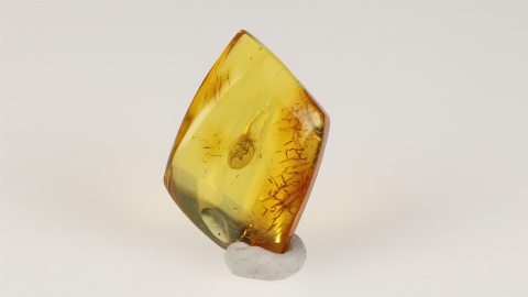 Käfer als Einschluss im Bernstein