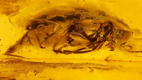 Käfer mit sichtbarem Genital