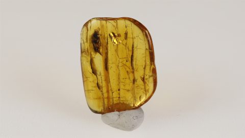 großer Käfer als Einschluss im Baltischen Bernstein