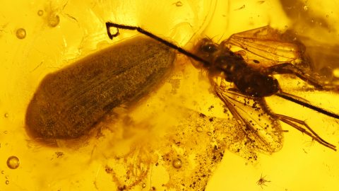 Käfer sowie weitere Einschlüsse im Baltischen Bernstein