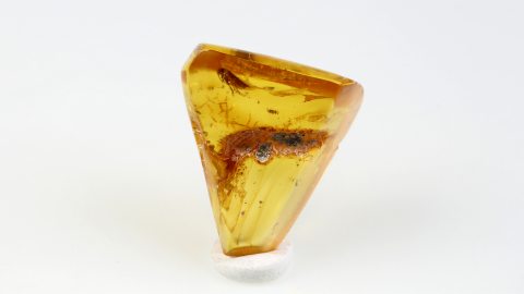 Köcherfliege im Bernstein