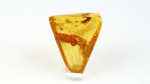 Köcherfliege als Inkluse