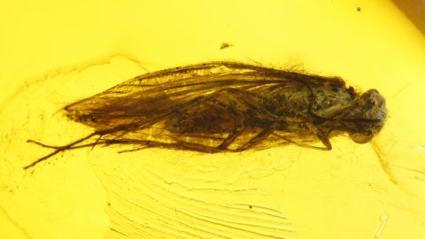 Köcherfliege als Einschluss im Baltischen Bernstein