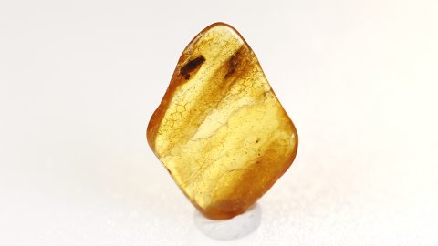 Köcherfliege als Inksluse