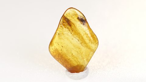 Köcherfliege im Bernstein