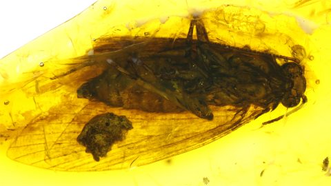 Köcherfliege als Einschluss im Baltischen Bernstein