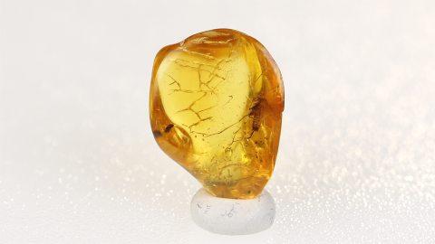 Köcherfliege im Bernstein