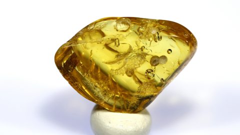 Köcherfliege im Bernstein