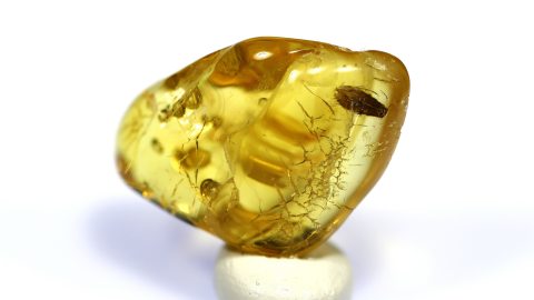 Köcherfliege im Baltischen Bernstein