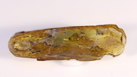 Insekten im Bernstein
