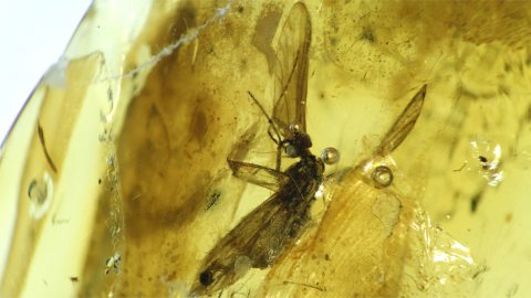 Köcherfliege im Baltischen Bernstein