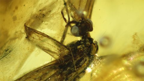 Köcherfliegen als Einschlüsse im Baltischen Bernstein