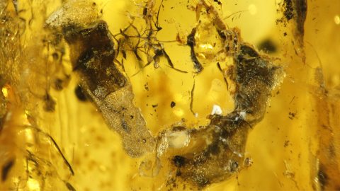 Wespe im Baltischen Bernstein