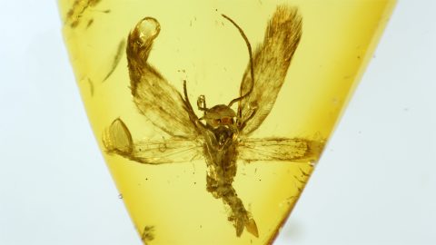 Schmetterling als Inkluse