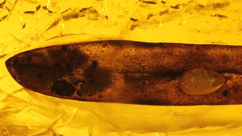 längliches Blatt als Einschluss im Baltischen Bernstein