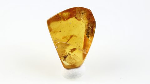 Langbeinfliege im Bernstein