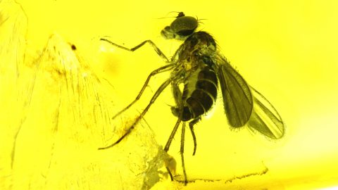 Langbeinfliege als Einschluss im Baltischen Bernstein