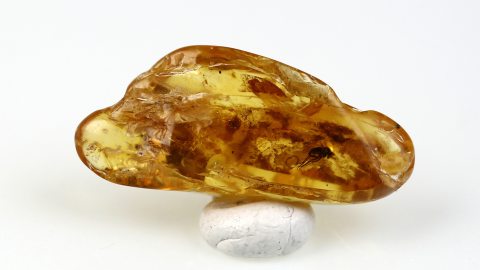 Langbeinfliege im Bernstein