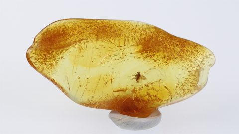 Bernstein mit Fliege