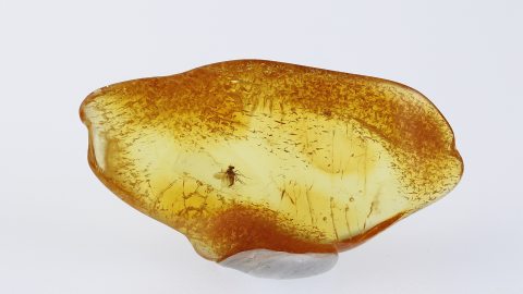 Fliege als Inkluse im Baltischen Bernstein