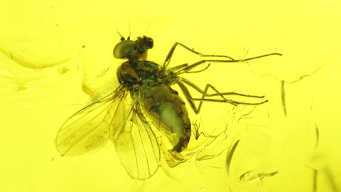 Fliege im Bernstein