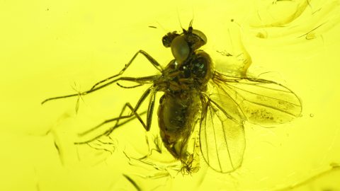 Fliege als Inkluse