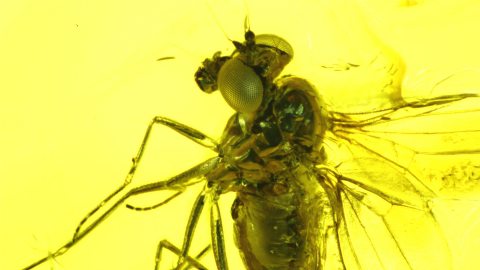 Langbeinfliege als Einschluss im Baltischen Bernstein