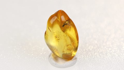 Fliege, Dolichopodidae im Bernstein