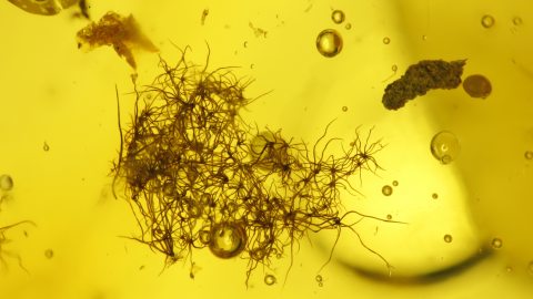 Einschlüsse im Baltischen Bernstein