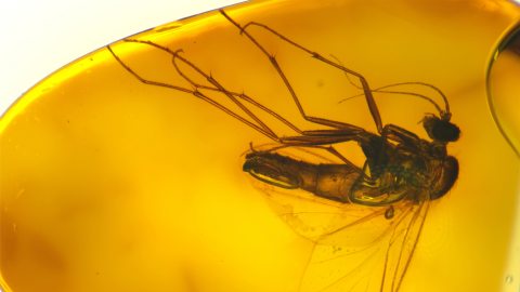 Langhornmücke (Keroplatidae) als Einschluss im Bernstein
