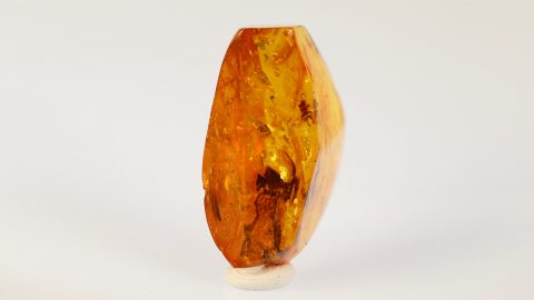 Schabenlarve im Bitterfelder Bernstein