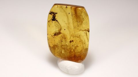 Bernstein mit Mücke als Inkluse