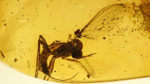 Mücke als Einschluss im Baltischen Bernstein