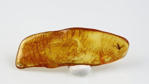 Bernstein mit Mücke als Inkluse