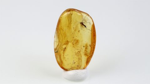 Mücke als Inkluse im Baltischen Bernstein