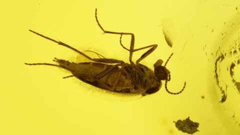 Mücke als Einschluss im Baltischen Bernstein