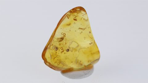 Mücke im Bernstein