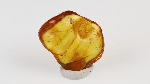 Mücke als Einschluss im Bernstein