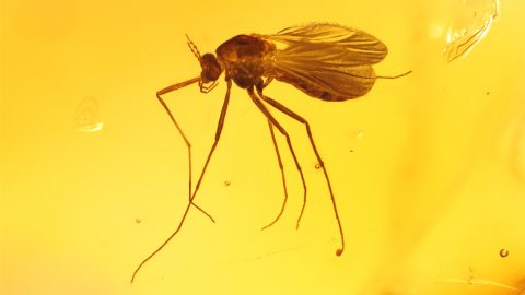 Mücke als Inkluse im Baltischen Bernstein