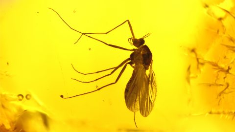 Mücke als Einschluss im Baltischen Bernstein