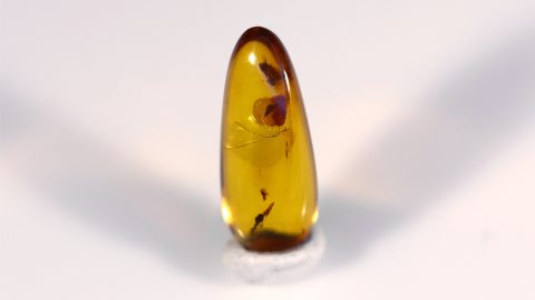 Mücke im Baltischen Bernstein