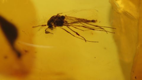 Mücke als Einschluss im Bernstein