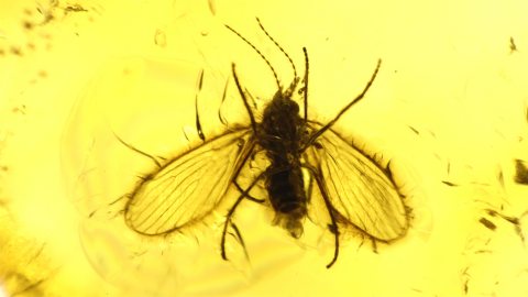 Schmetterlingsmücke als Einschluss im Baltischen Bernstein