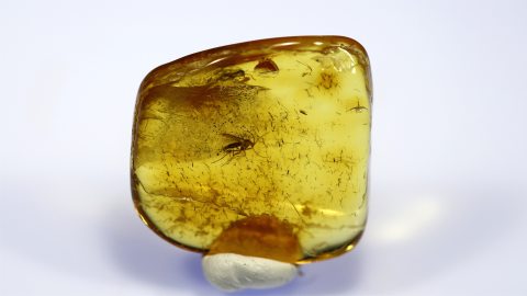 Trauermücke im Bernstein