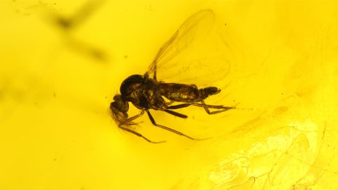 Mücke mit Saugrüssel als Einschluss im Baltischen Bernstein