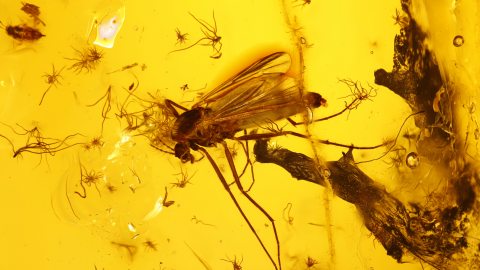 Mücke sowie weitere Einschlüsse im Baltischen Bernstein