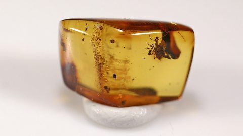 Mücke, Haarwürmer und weitere Einschlüsse